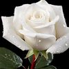 anish.shikdar