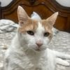 Limpy The Toilet Trained Cat