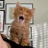 notlily483