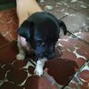 frijolito_chiquitochihu