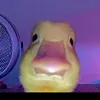 yusufmqol6d