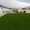 pandan_123