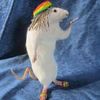 ratavoladora3000.wa