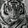 tlibraboy
