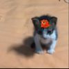 jafetzzz1