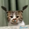 phestmaidinh.com030