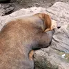 t_bo76