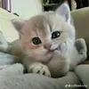 iweko11