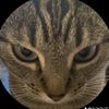 raja_harimau09