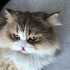 Pet Cottage_1011