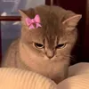 lilcixx_2137