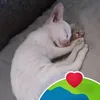 skibidi.yosh