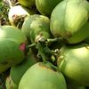 coconutcm1987