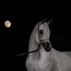 ؏ـــــاشـق  الخــيل 🐎
