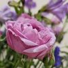 yasmine7165