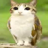 gavno_nosk1