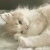 meobaby_0