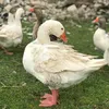 mrishki_kurdi