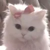 miro_sigro
