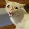 kismi.haladagi