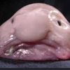 john.pork083