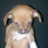 chihuahua.happy