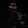 laura_mrsic