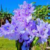 naeem.ahmed798
