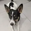 nikola.nikus4
