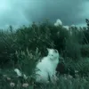 mooooo4520