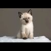 estrella.gatito
