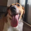woodocu2