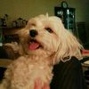 pablobulldog1