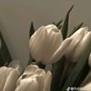 shaaahad_009