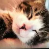 nyan_nyan_nyan11