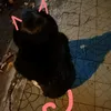 _meo_meo_24