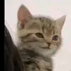 anass.nooff