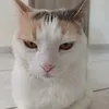 coltmaster_bs