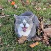 thea_rose_meow