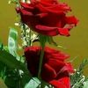 user4439319861920