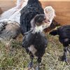 chickentender189