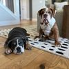 beefandbrisket