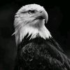 user8523705909133