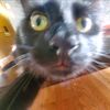 catiesacc2