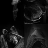 ѕσρнιє🦇