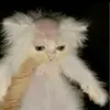 meowlik1