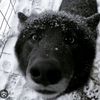lichen4pawz