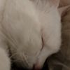 amaru_73