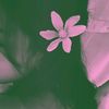 pipiyy_11