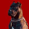 panther_thecanecorso